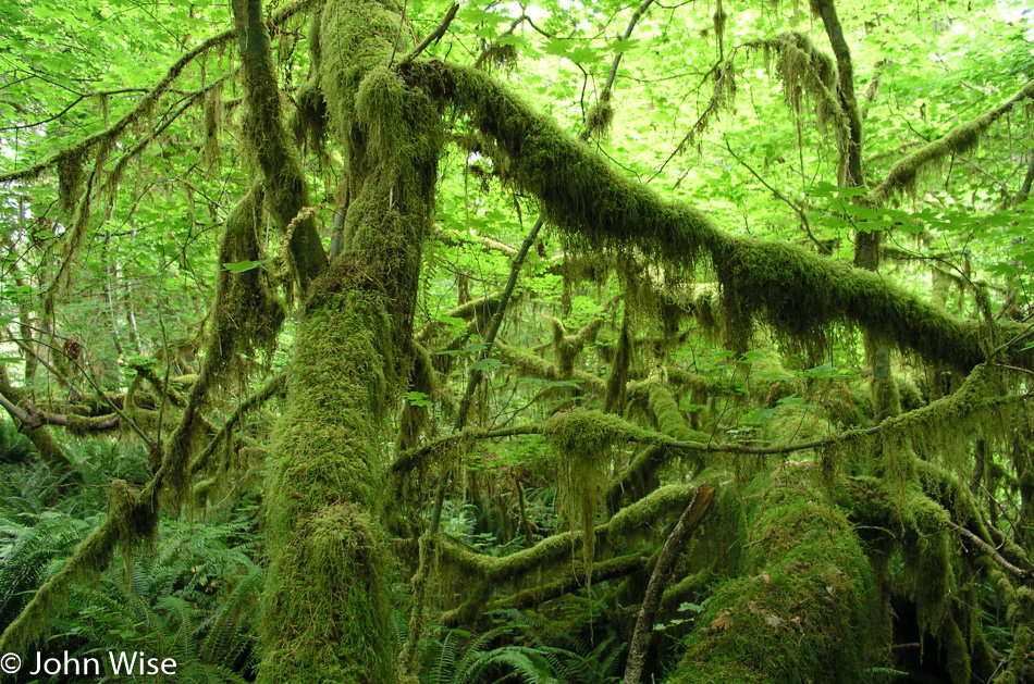 Olympic National Park in Washington