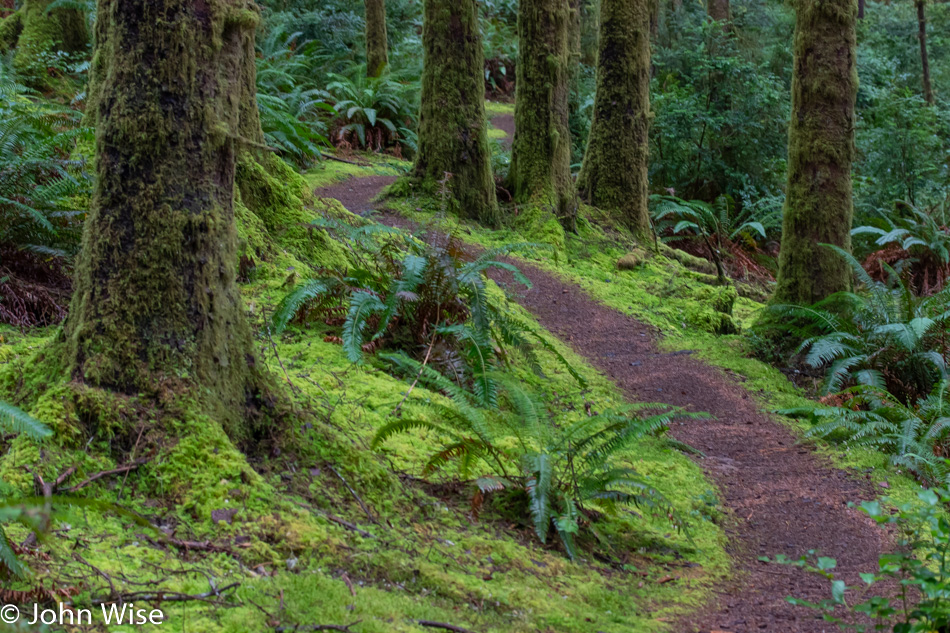 Carl G Washburne State Park in Florence, Oregon