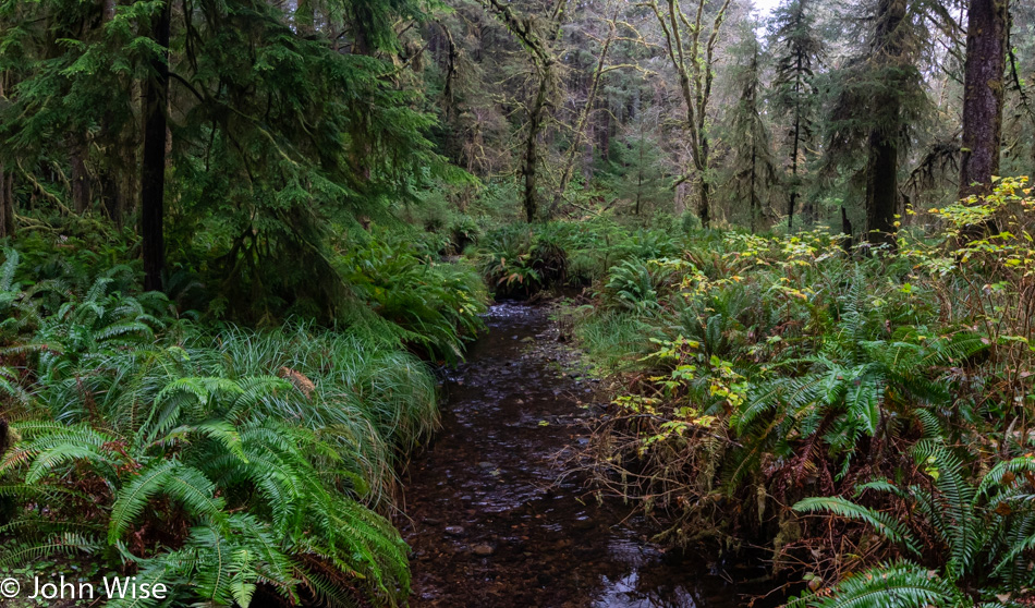 Carl G Washburne State Park in Florence, Oregon