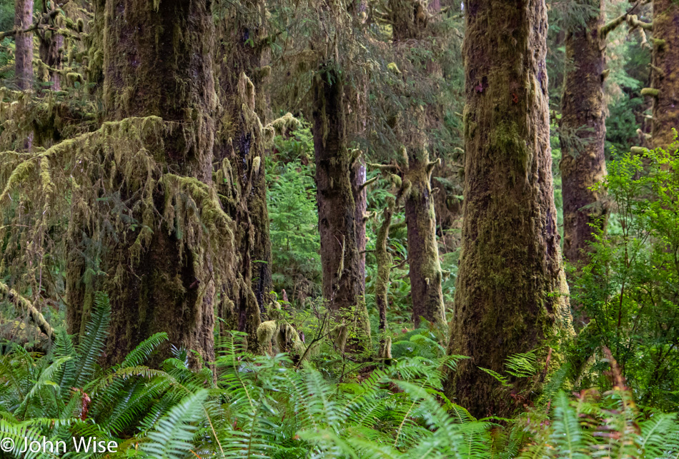 Carl G Washburne State Park in Florence, Oregon