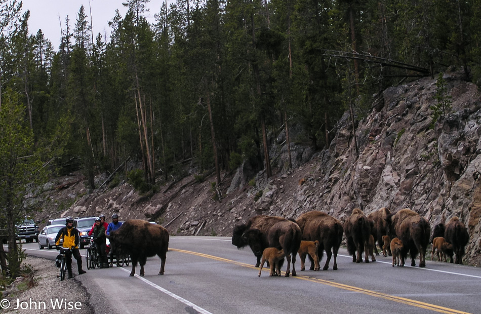 Bison in Yellowstone National Park