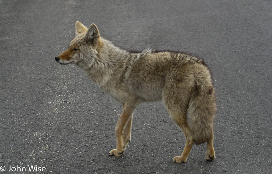 Coyote in Yellowstone National Park