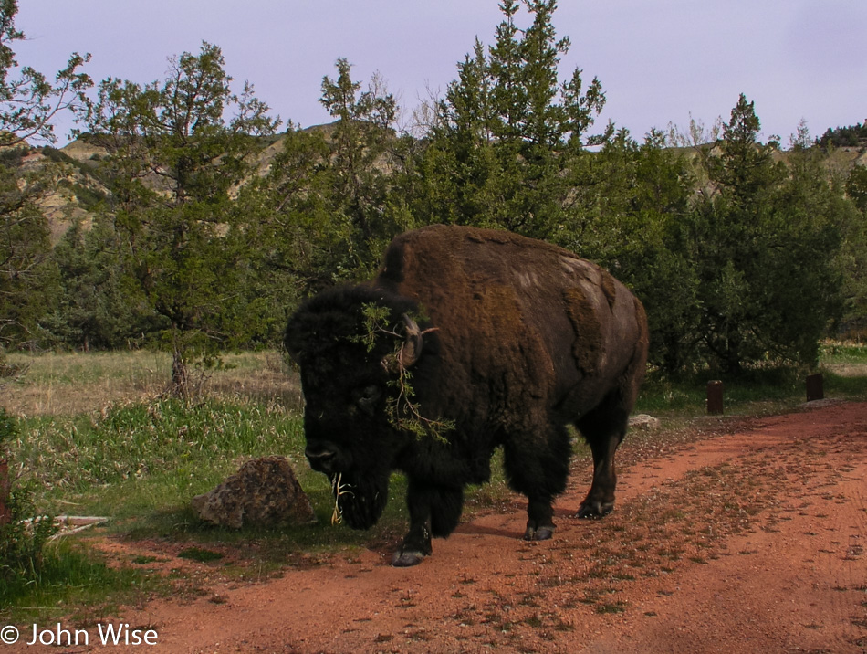 Bison in Theodore Roosevelt National Park in North Dakota