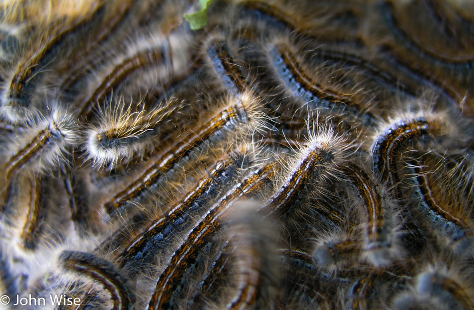 Caterpillars in North Dakota