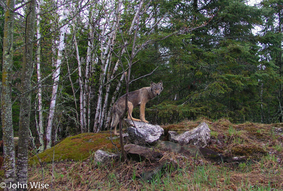 Timber Wolf in the Lake Kabetogama area of Minnesota