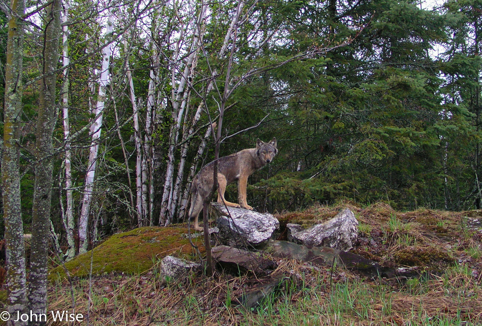 Timber Wolf in Minnesota