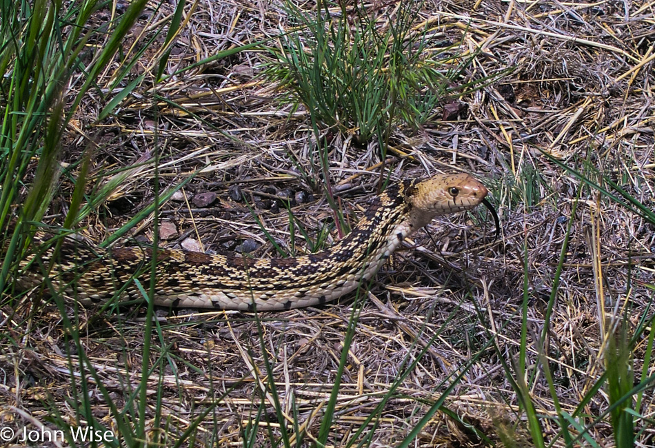 Snake in New Mexico