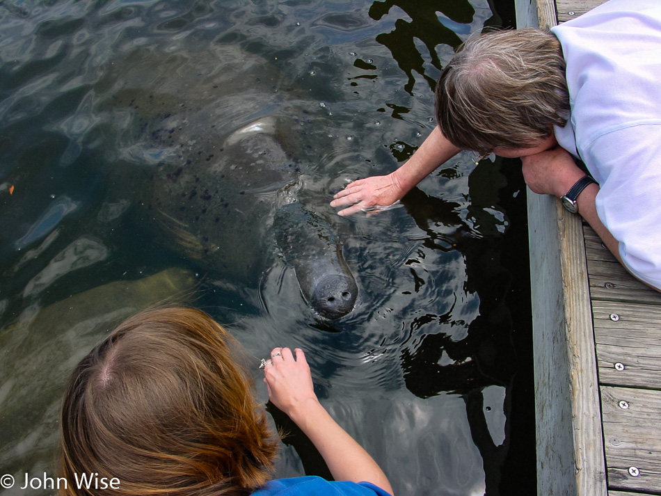 Petting manatees in Florida