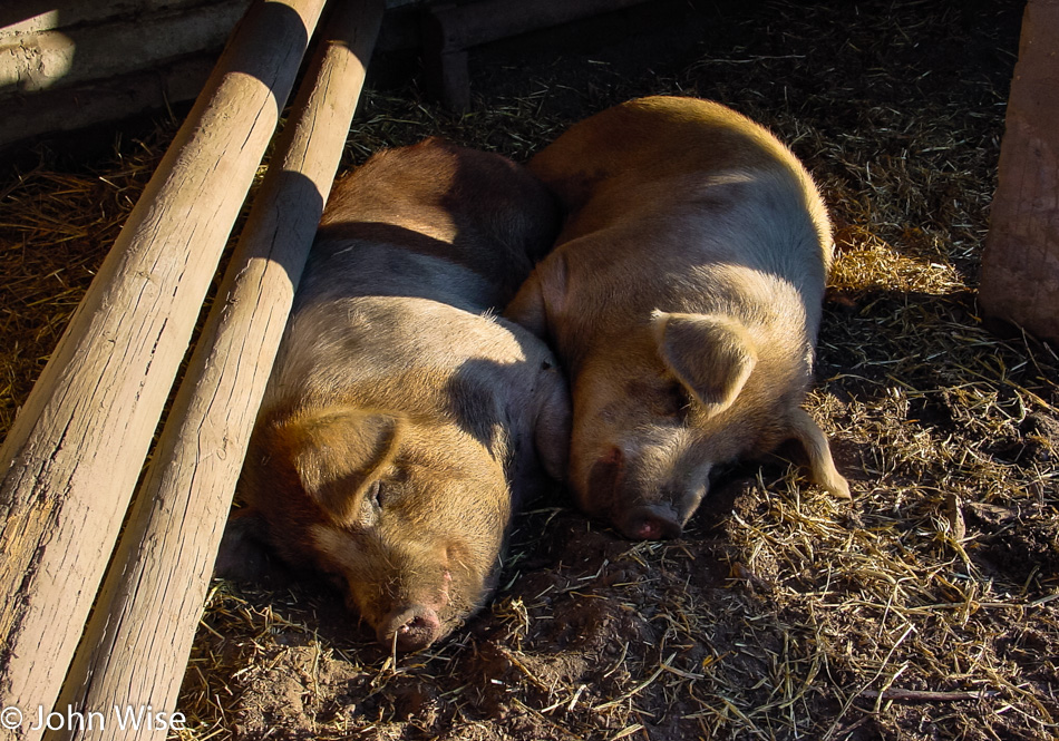Pigs at La Purisima Mission State Historic Park in Lompoc California