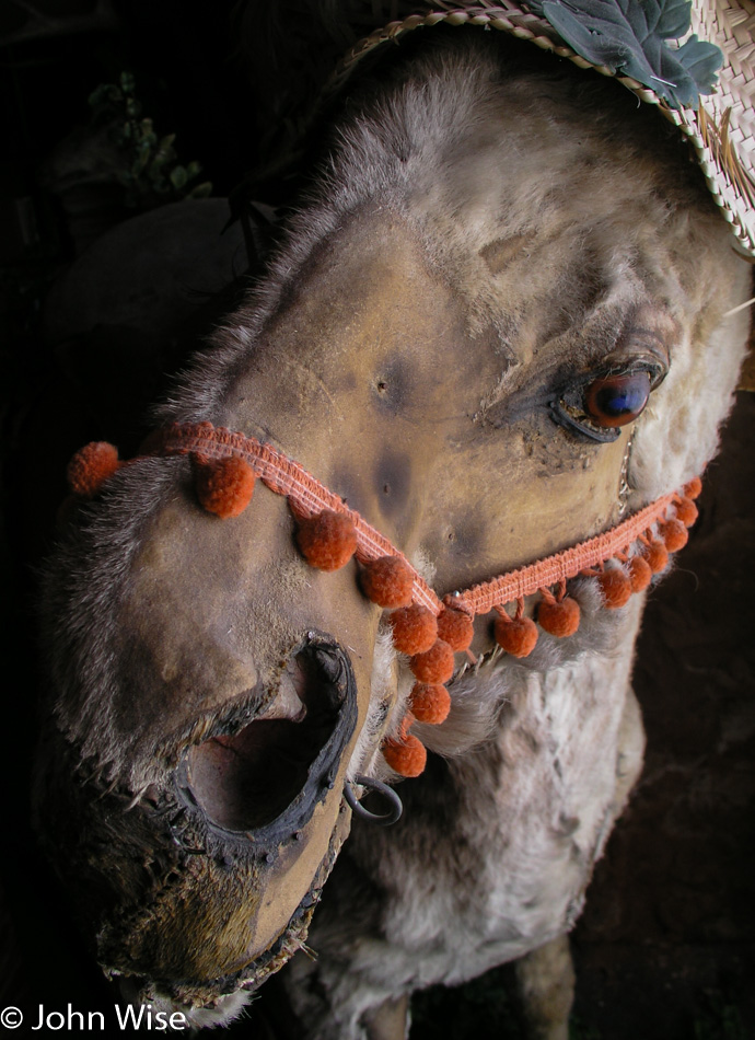 Taxidermy performed poorly on a donkey in Utah