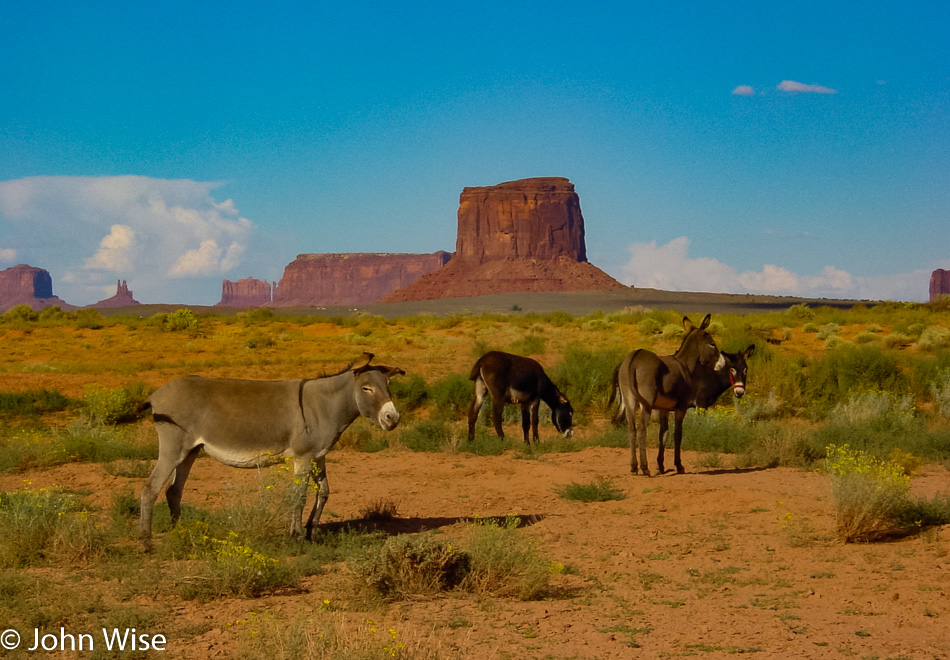 Wild Donkeys near Monument Valley in Arizona