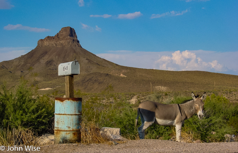 Wild donkey near Oatman Arizona