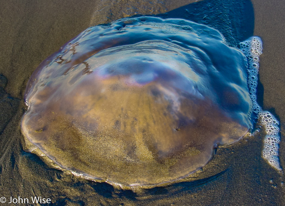 Clam Beach County Park in Northern California