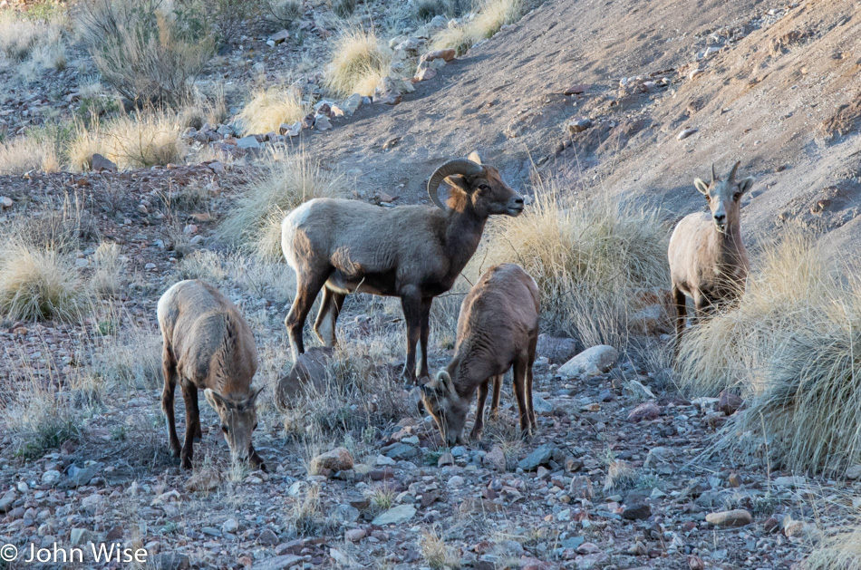 Big Horn Sheep in Clifton, Arizona