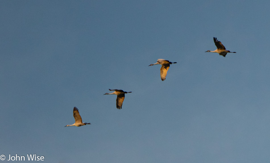 Sandhilll Cranes next to the Gila River in Duncan, Arizona