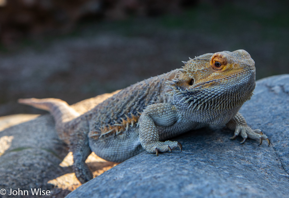 Lizard at Besh-Be-Gowa Archaeological Park in Globe, Arizona