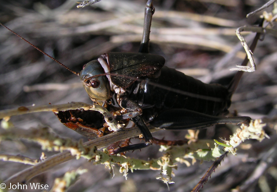 Cicada on Highway 50 in Nevada 