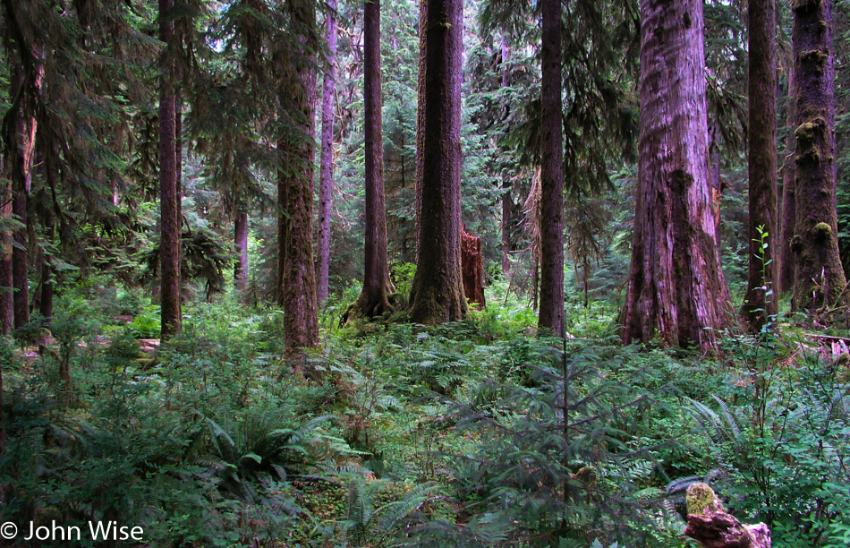 Hoh Rain Forest in Olympic National Park, Washington