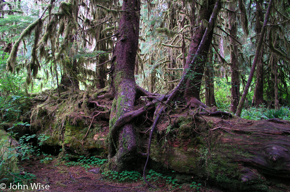 Hoh Rain Forest in Olympic National Park, Washington