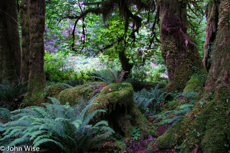 Hoh Rain Forest in Olympic National Park, Washington