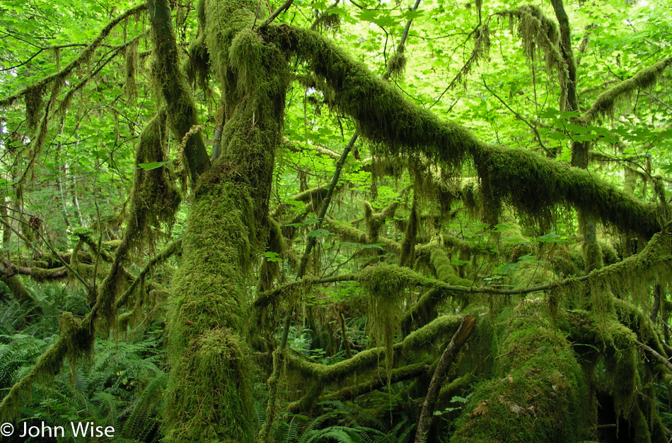Hoh Rain Forest in Olympic National Park, Washington