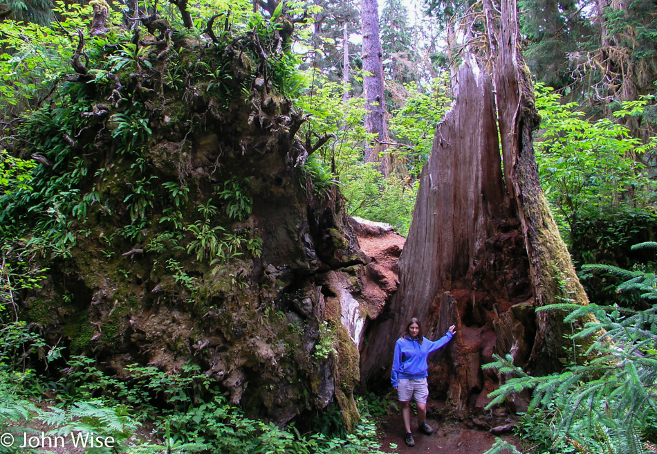 Hoh Rain Forest in Olympic National Park, Washington