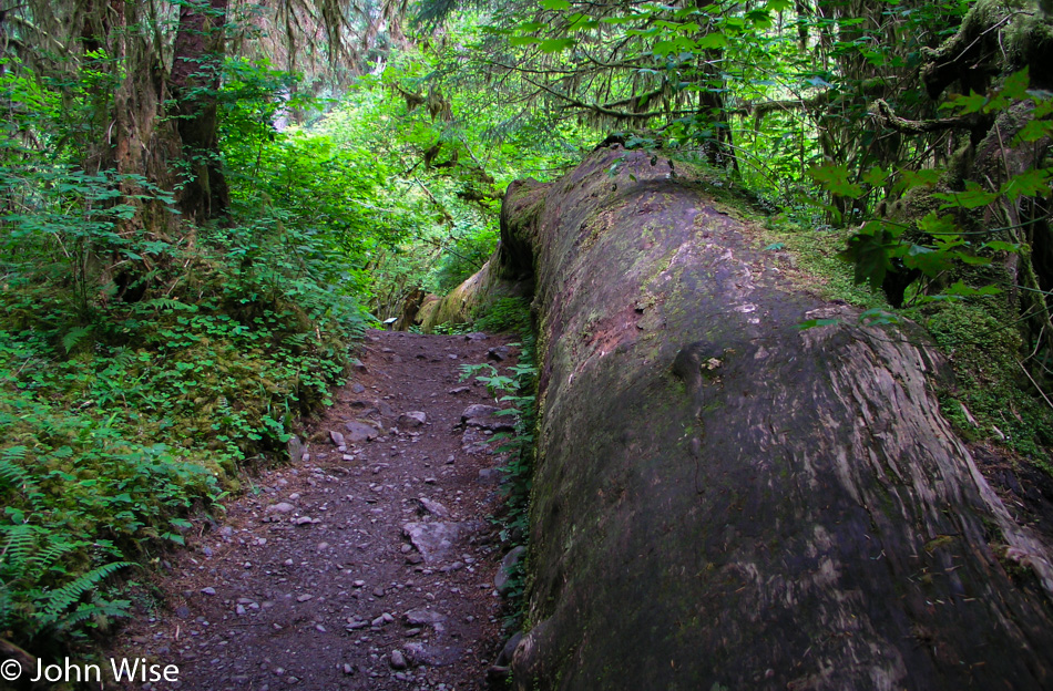 Hoh Rain Forest in Olympic National Park, Washington