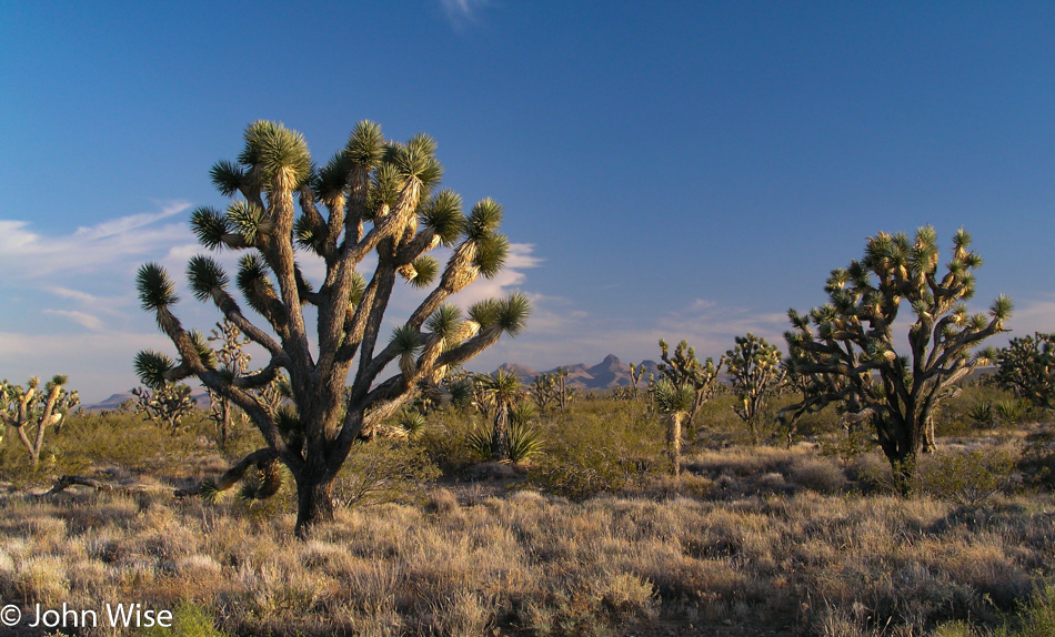 Joshua Trees in Nevada
