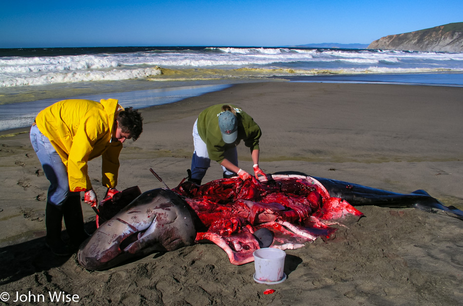Whale Autopsy at Point Reyes National Seashore in Northern California Coast