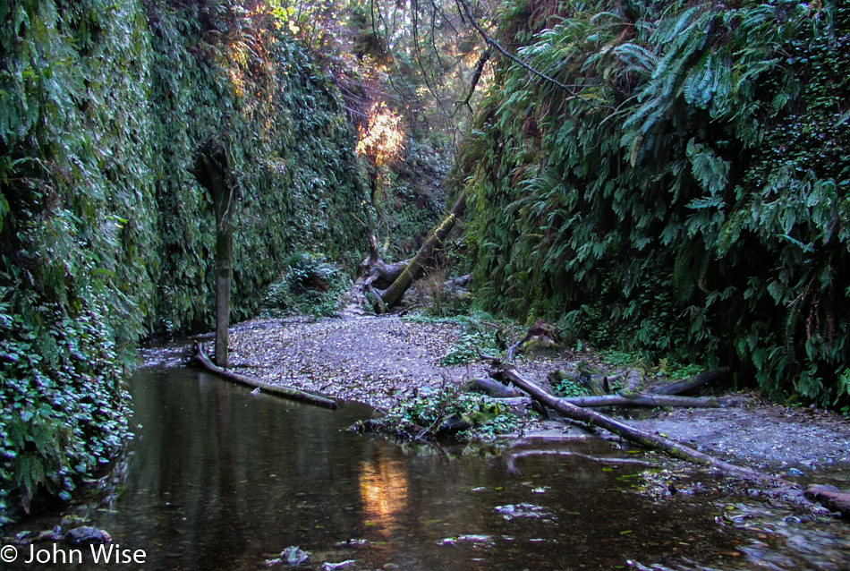 Fern Canyon area in Redwoods National Park, California