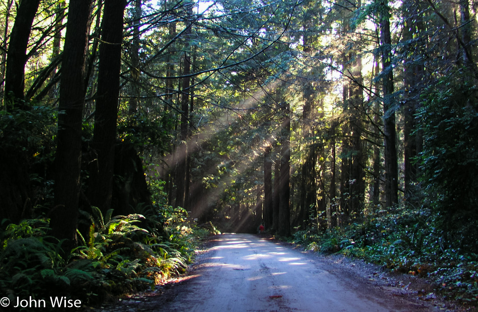 Redwoods National Park, California