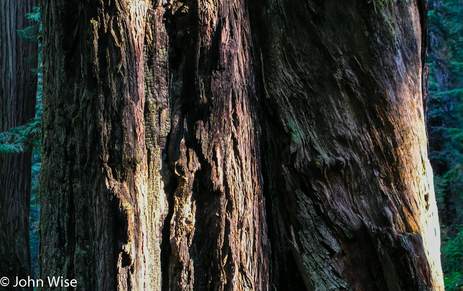 Redwoods National Park, California