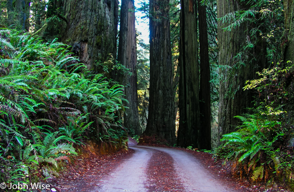 Redwoods National Park, California