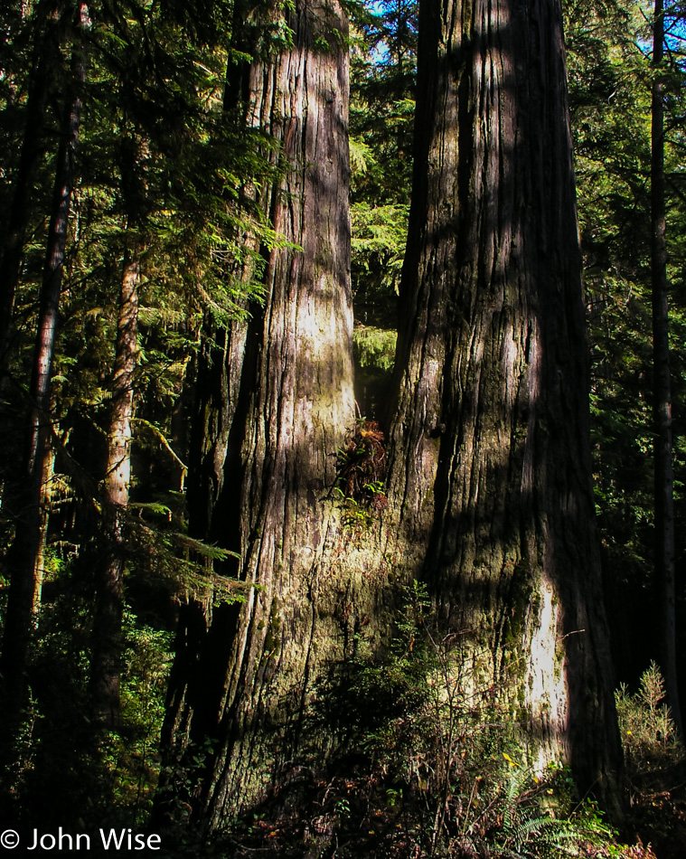 Redwoods National Park, California