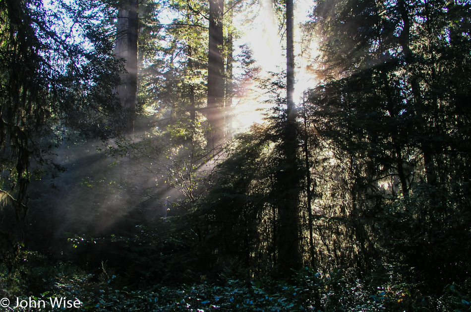 Redwoods National Park, California