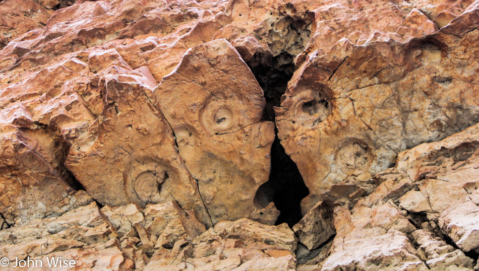 Nautiloid fossils in the Grand Canyon