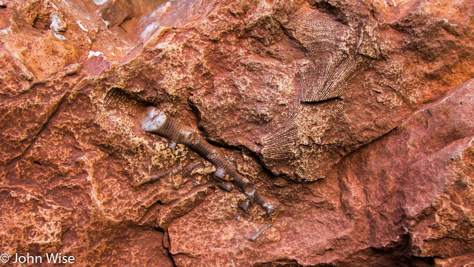 Crinoid fossil at Redwall Cavern in the Grand Canyon