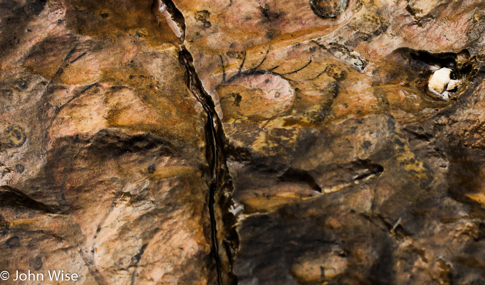 Nautiloid fossil in the Grand Canyon