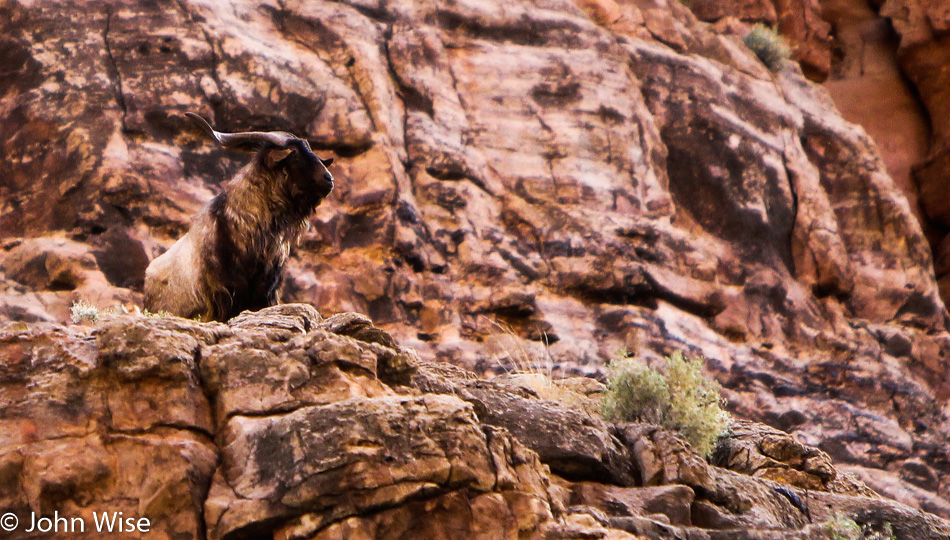 A Navajo goat that wandered into the Grand Canyon and hasn't found the exit
