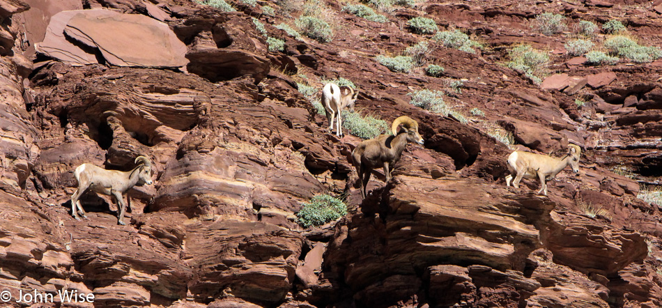 Bighorn Sheep in the Grand Canyon