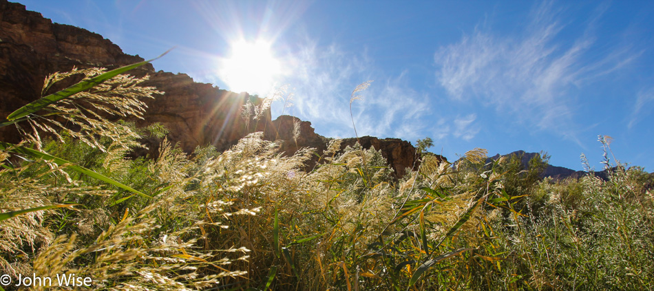 Grasses along the Colorado River in the Grand Canyon