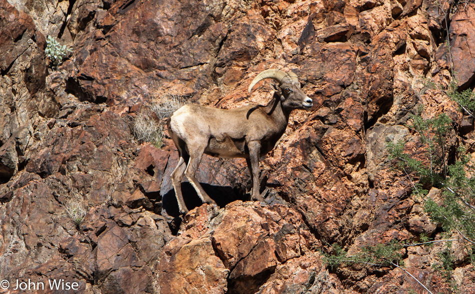 Bighorn Sheep in the Grand Canyon