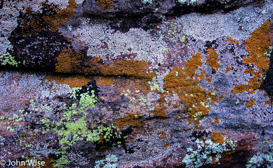 Lichen in the Grand Canyon near the Colorado River