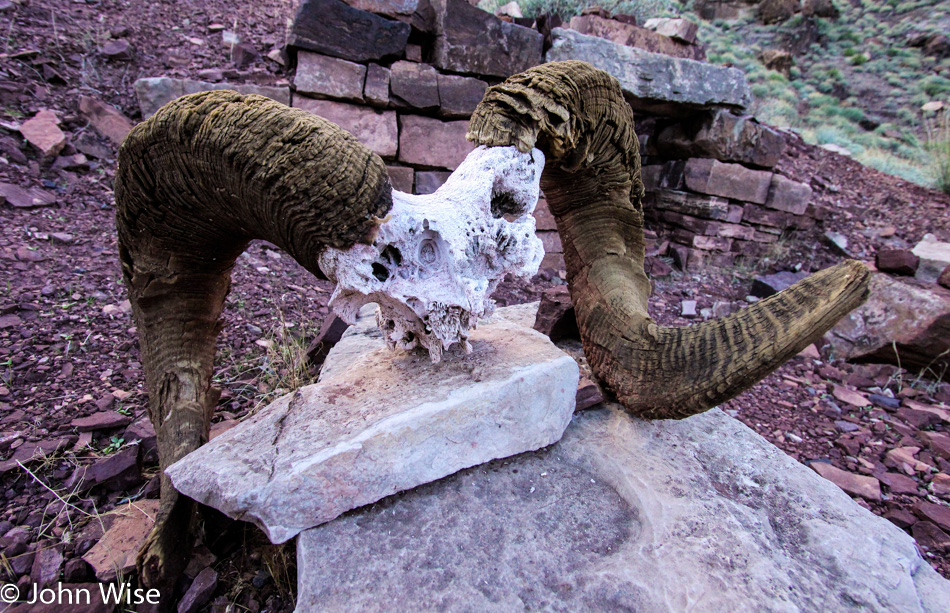 Bighorn Sheep skull in the Grand Canyon at the Ross Wheeler Camp