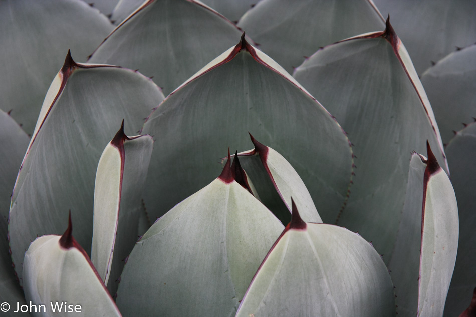 Cactus from The Huntington Library, Art Collections and Botanical Gardens in Southern California