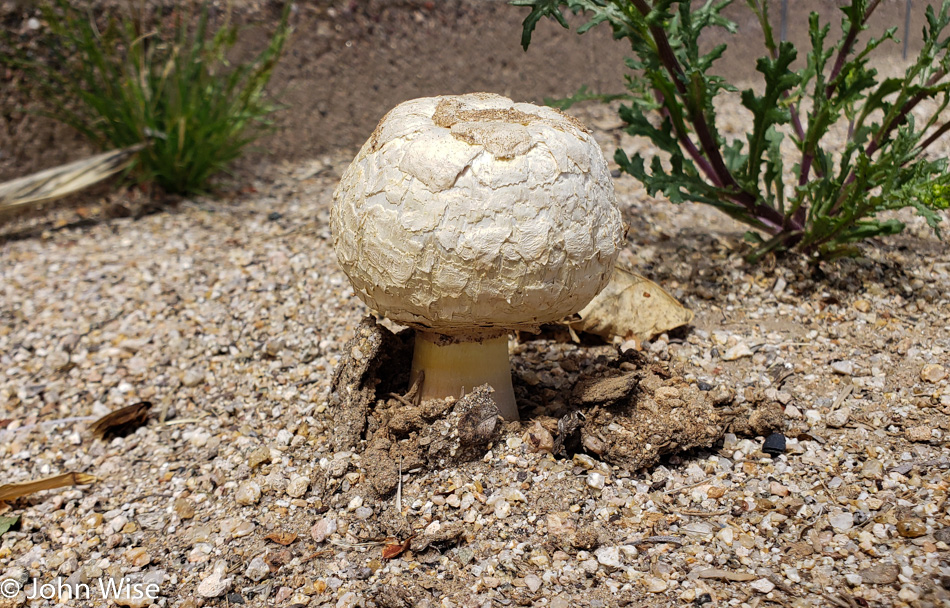 Desert Mushroom found in Phoenix, Arizona