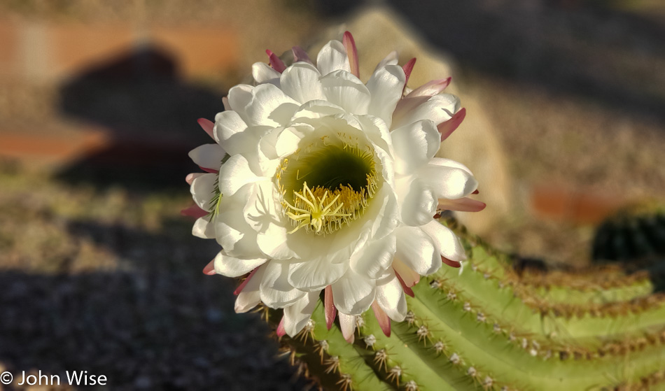 Cactus Flowering in Phoenix, Arizona