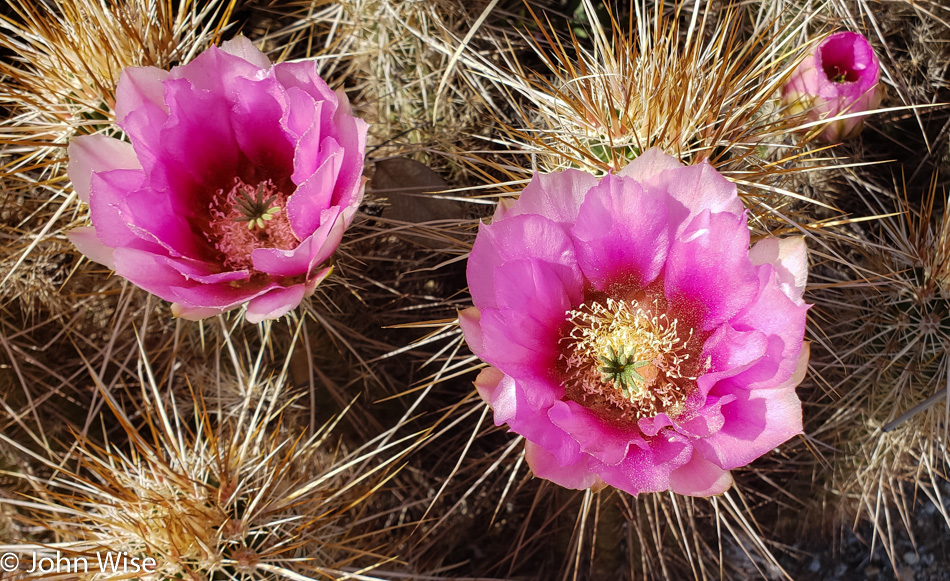 Cactus Flowering in Phoenix, Arizona