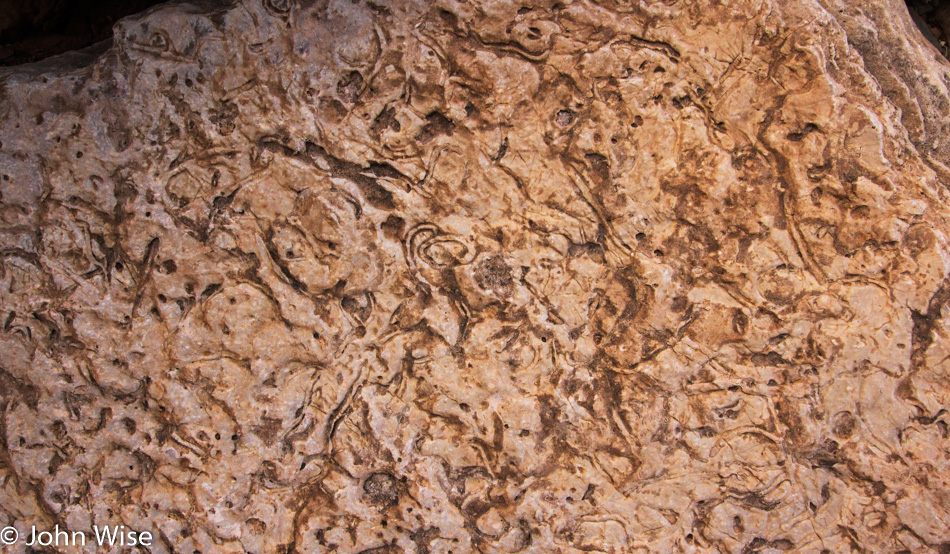 Fossils at a Side Canyon near Granite Park Camp in the Grand Canyon