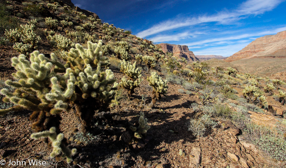 Cactus in the Grand Canyon